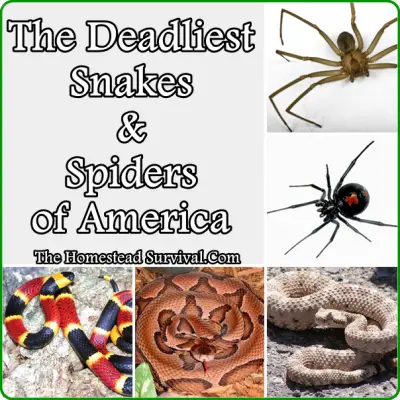 The-Deadliest-Snakes-and-Spiders-of-America-homestead-survival