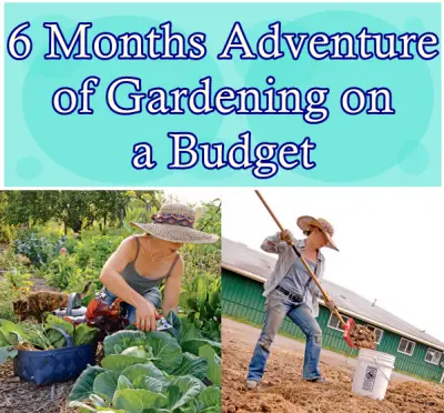 6 Months Adventure of Gardening on a Budget
