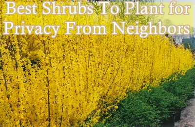 Best Shrubs To Plant for Privacy From Neighbors