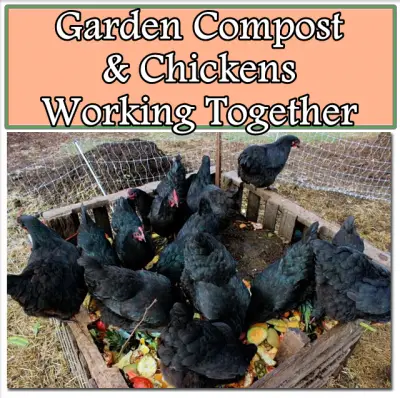 Garden Compost and Chickens Working Together