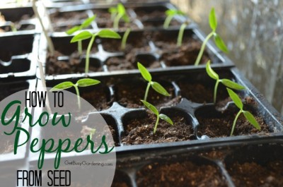 Grow Your Own Pepper Seedlings