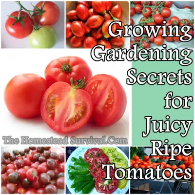 Growing-Gardening-Secrets for Juicy Ripe Tomatoes homestead survival