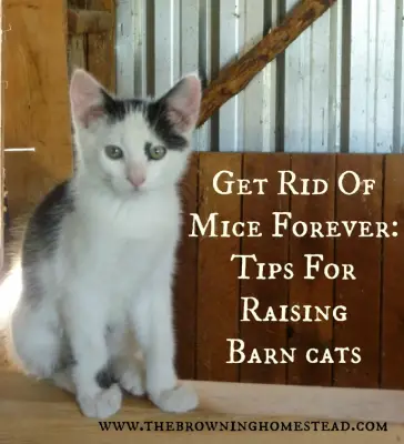 How To Raise A Homesteading Mouse Chasing Barn Cat