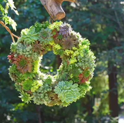 Make a Living Growing Succulent Plant Wreath 