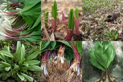 Wild Food Foraging for Ramps Spring Onions Wild Leeks