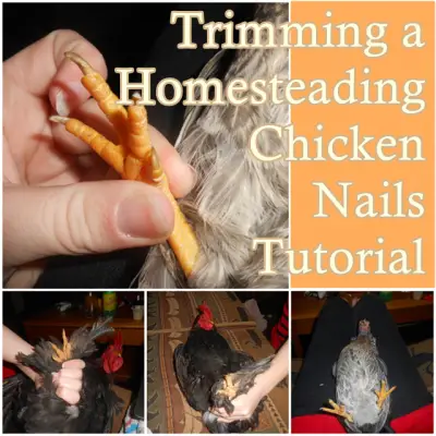 Trimming a Homesteading Chicken Nails Tutorial