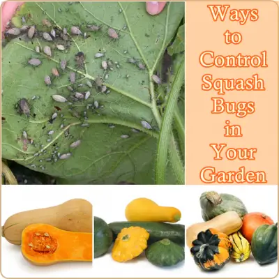 Ways to Control Squash Bugs in Your Garden