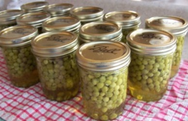 Canning Peas The Cold Pack Way