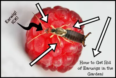 Homemade Earwigs Bug Garden Trap