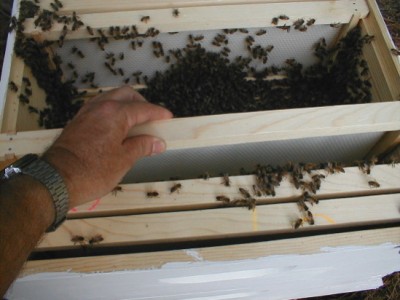 bees-and-beekeeping.com