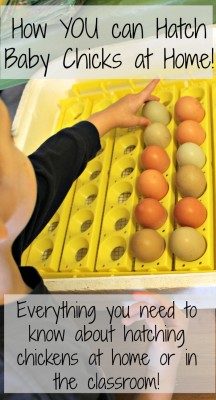 How to Hatch Homesteading Chicken Eggs with an Incubator