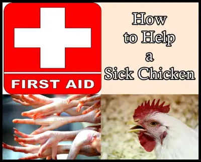 How to Help a Sick Homesteading Chicken