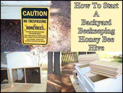 How To Start A Backyard Beekeeping Honey Bee Hive | The ...