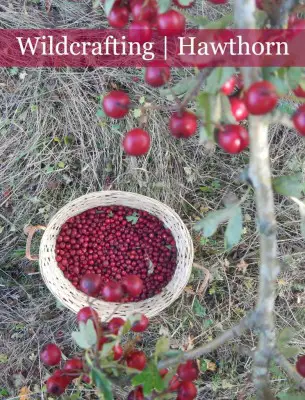 Hawthorn Berries Wild Food Foraging 