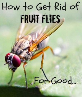 How To Get Rid Of Fruit Flies On The Homestead