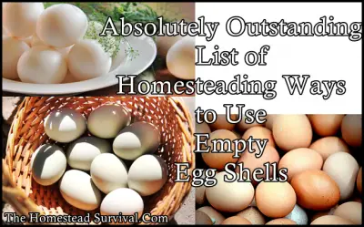 Absolutely Outstanding List of Homesteading Ways to Use Empty Egg Shells