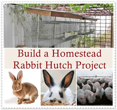 Build a Homestead Rabbit Hutch Project