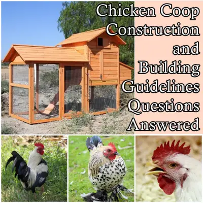 Chicken Coop Construction and Building Guidelines Questions Answered
