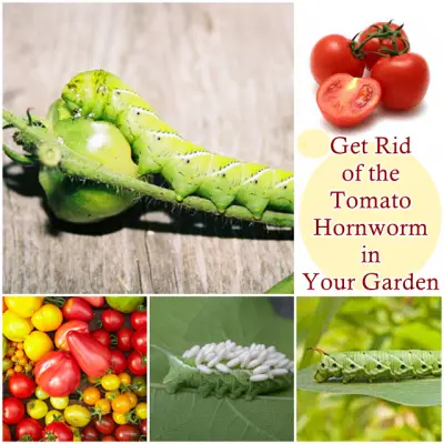 Get Rid of the Tomato Hornworm in Your Garden