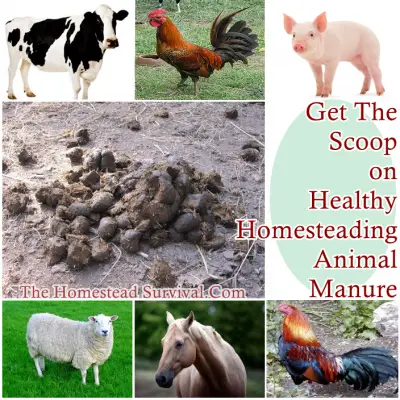 Get The Scoop on Healthy Homesteading Animal Manure