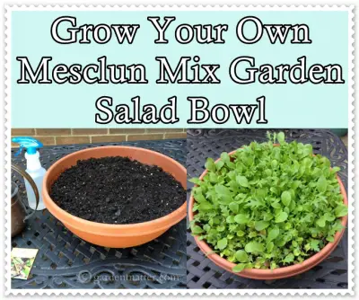 Grow Your Own Mesclun Mix Garden Salad Bowl