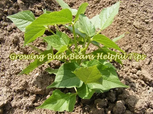 Growing Bush Beans Helpful Tips