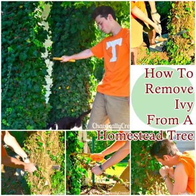 How To Remove Ivy From A Homestead Tree