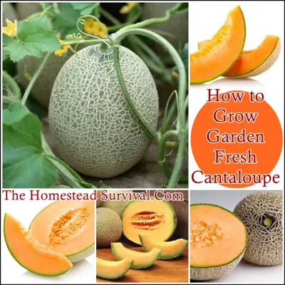How to Grow Garden Fresh Cantaloupe