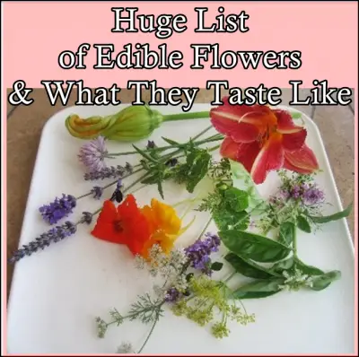 Huge List of Edible Flowers and What They Taste Like