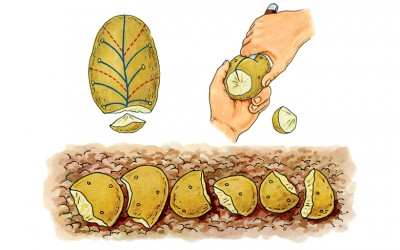 How To Make Seed Potatoes Starts for Your Garden