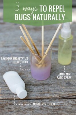 3 Ways to Naturally Repel Blood Sucking Mosquitoes