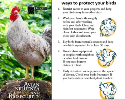 Keeping Homesteading Chickens Safe from Avian Influenza