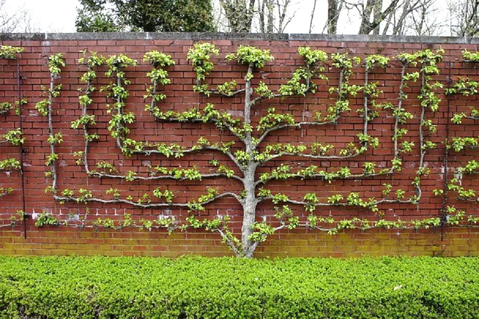 How to Shape Fruit Espalier Living Wall Trees