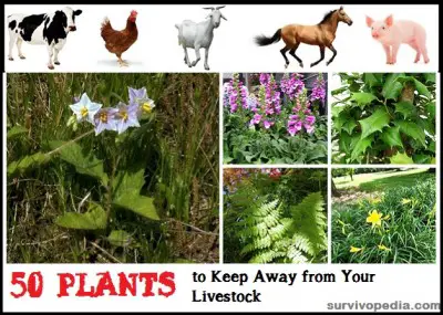 Toxic Plants to Keep Away from Homesteading Animals