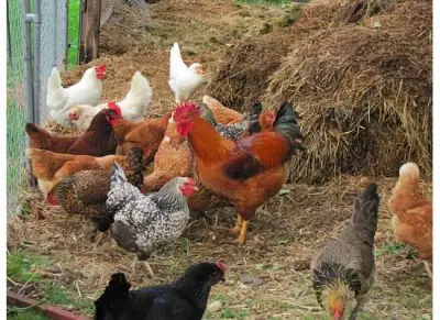 Homesteading Chickens Working a Compost Pile