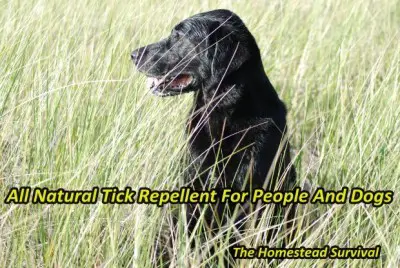 All Natural Tick Repellent For People And Dogs