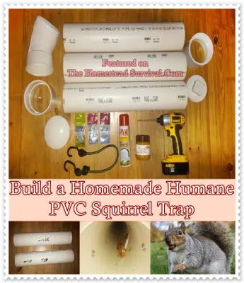 Build a Homemade Humane PVC Squirrel Trap