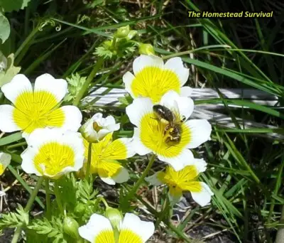 Great Tips For Attracting Bees To Pollinate Your Garden