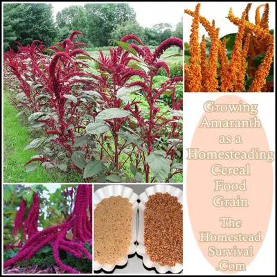 Growing Amaranth as a Homesteading Cereal Food Grain