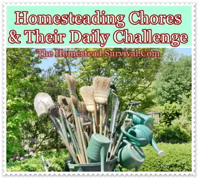 Homesteading Chores and Their Daily Challenge