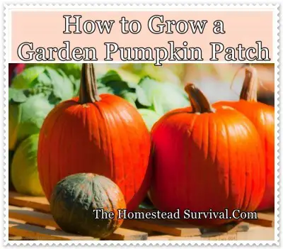 How to Grow a Garden Pumpkin Patch 