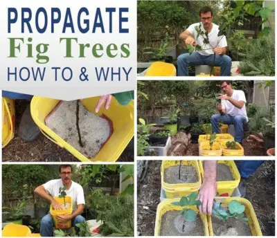 How to Propagate Fig Trees for Free