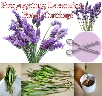 Propagating Lavender from Cuttings