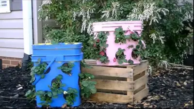 Re-purpose Kitty Litter Buckets Into Strawberry Pots