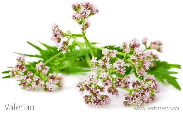 Understanding Valerian Flowering Herb in Natural Remedies
