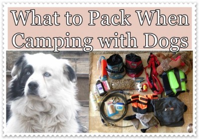 What to Pack When Camping with Dogs
