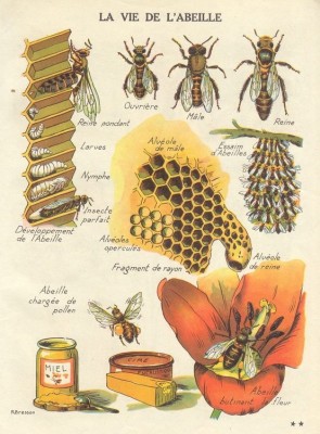 Honey How Do Bees Make It ?