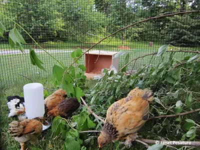 How to Build a Baby Chicken Playground