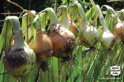 Harvesting and Storing Garden Onions