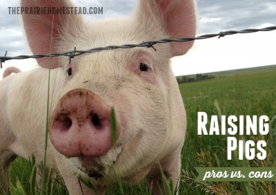 The Ups and Downs of Raising Homesteading Pigs